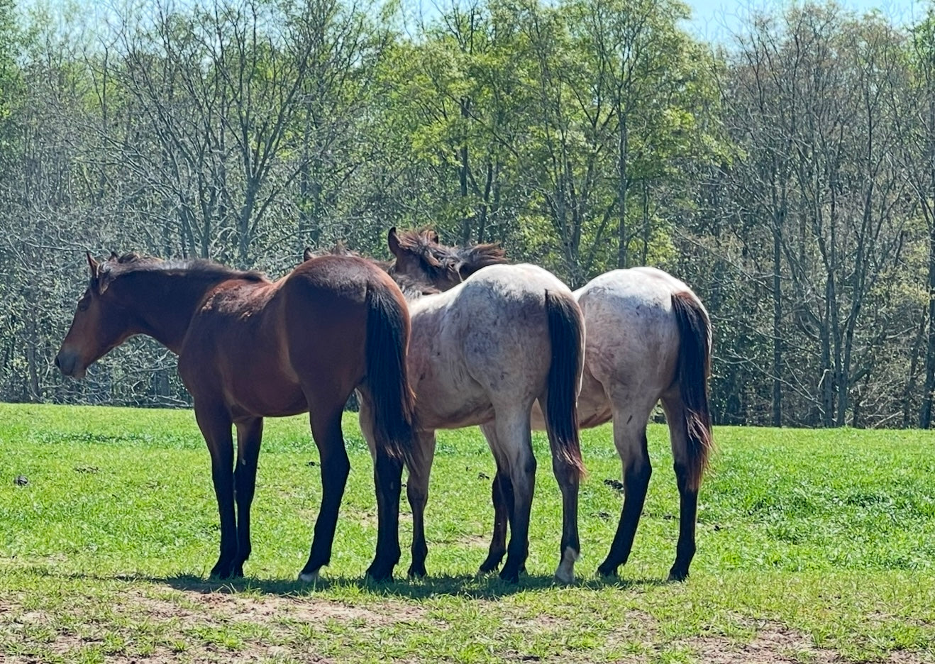 C4 Performance Horses – 3D Cattle Co. LLC