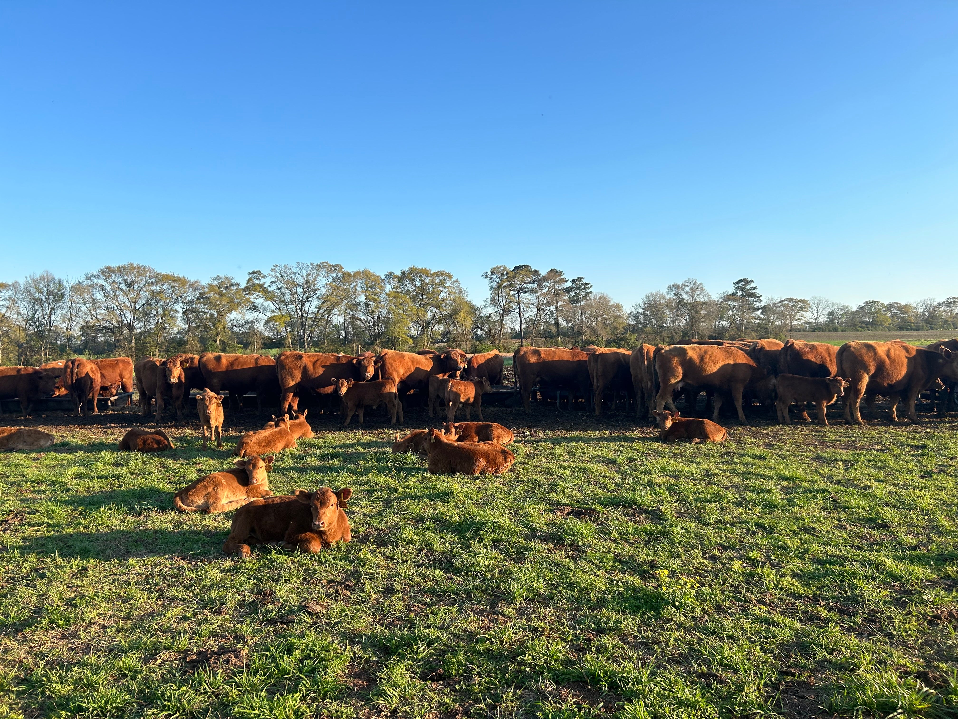 3D Cattle Co. photo